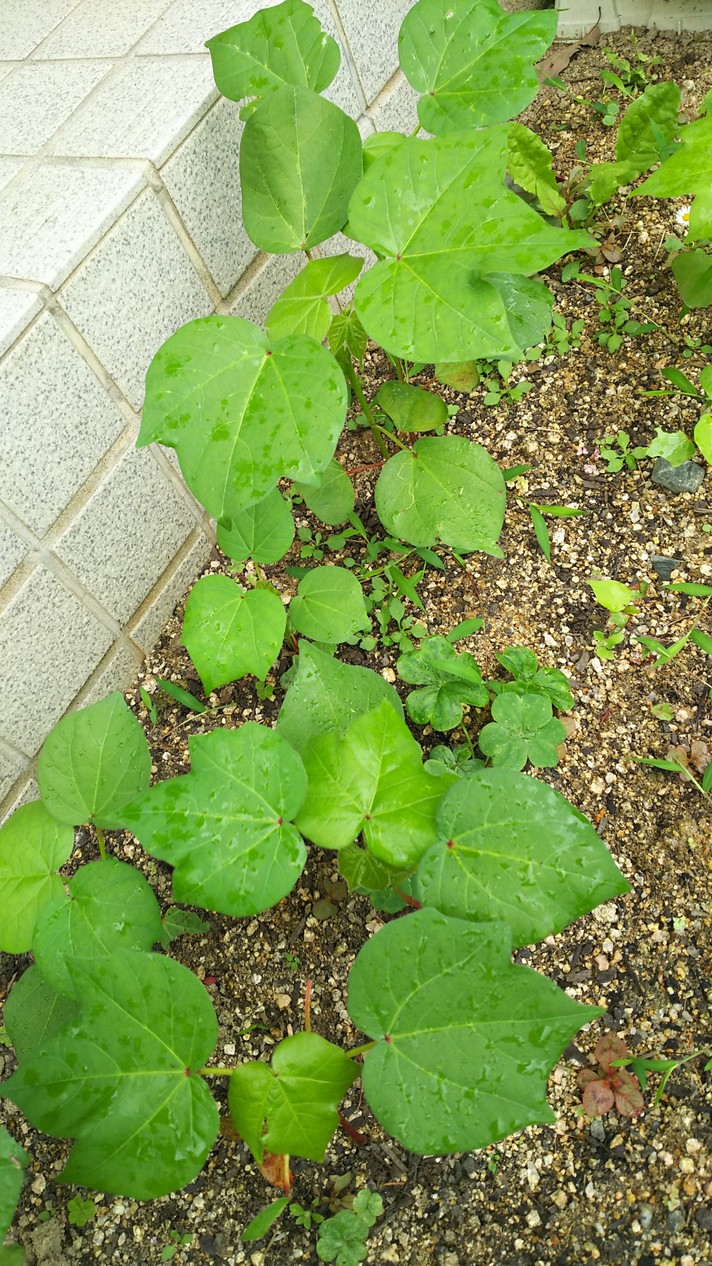 井原の綿の芽が出ました