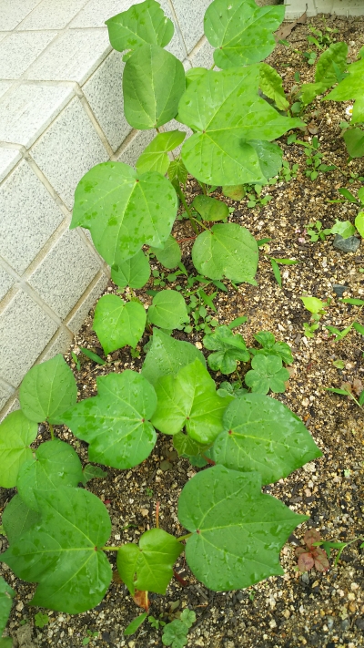 井原の綿の芽が出ました