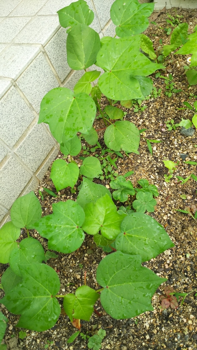 井原の綿の芽が出ました